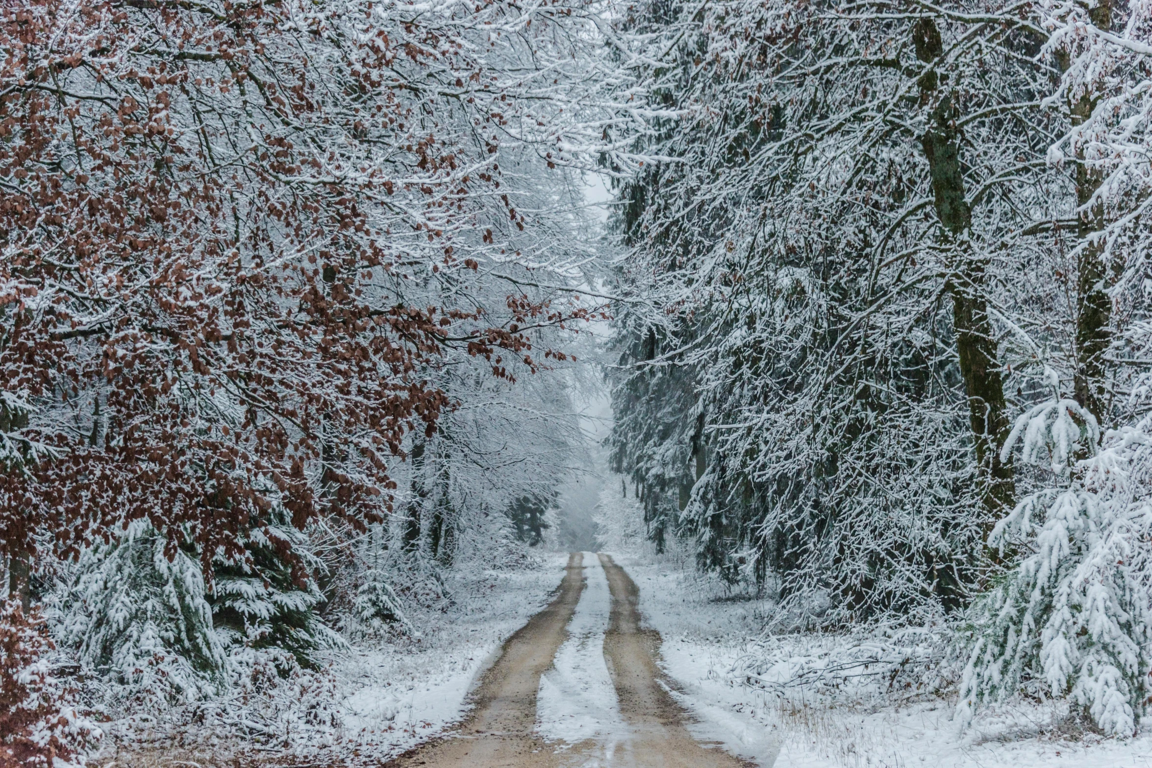 a dirt road surrounded by trees covered in snow, fan favorite, multi-part, grey, educational