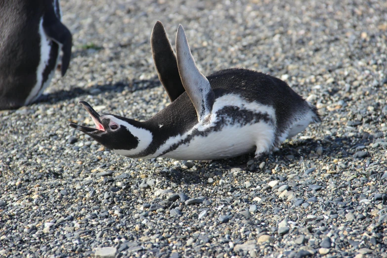 a penguin that is laying down on the ground, by Lorraine Fox, pexels contest winner, hurufiyya, patagonian, hatched pointed ears, spit flying from mouth, helmet is off