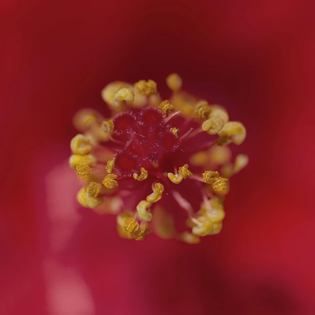 a close up view of a red flower, a macro photograph, pexels contest winner, mustard, micro detail 4k, manuka, high-resolution