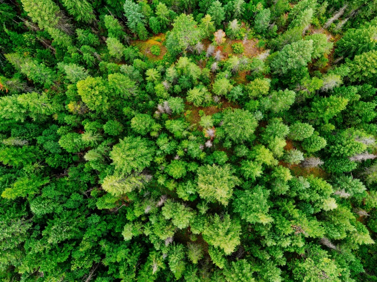 an aerial view of a forest from above, by Jaakko Mattila, pexels, hurufiyya, ((trees)), lush foliage, drone photograpghy, zoomed out