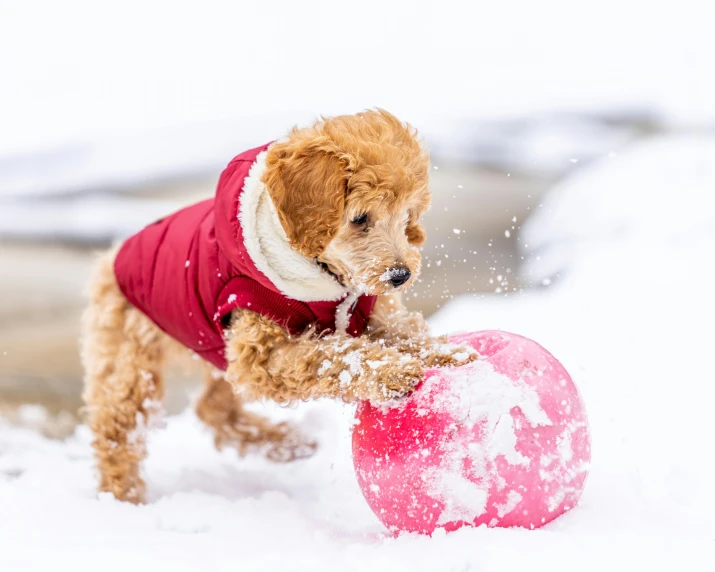 a dog playing with a ball in the snow, an album cover, by Julia Pishtar, pexels contest winner, cheburashka, maroon, thumbnail, inflatable