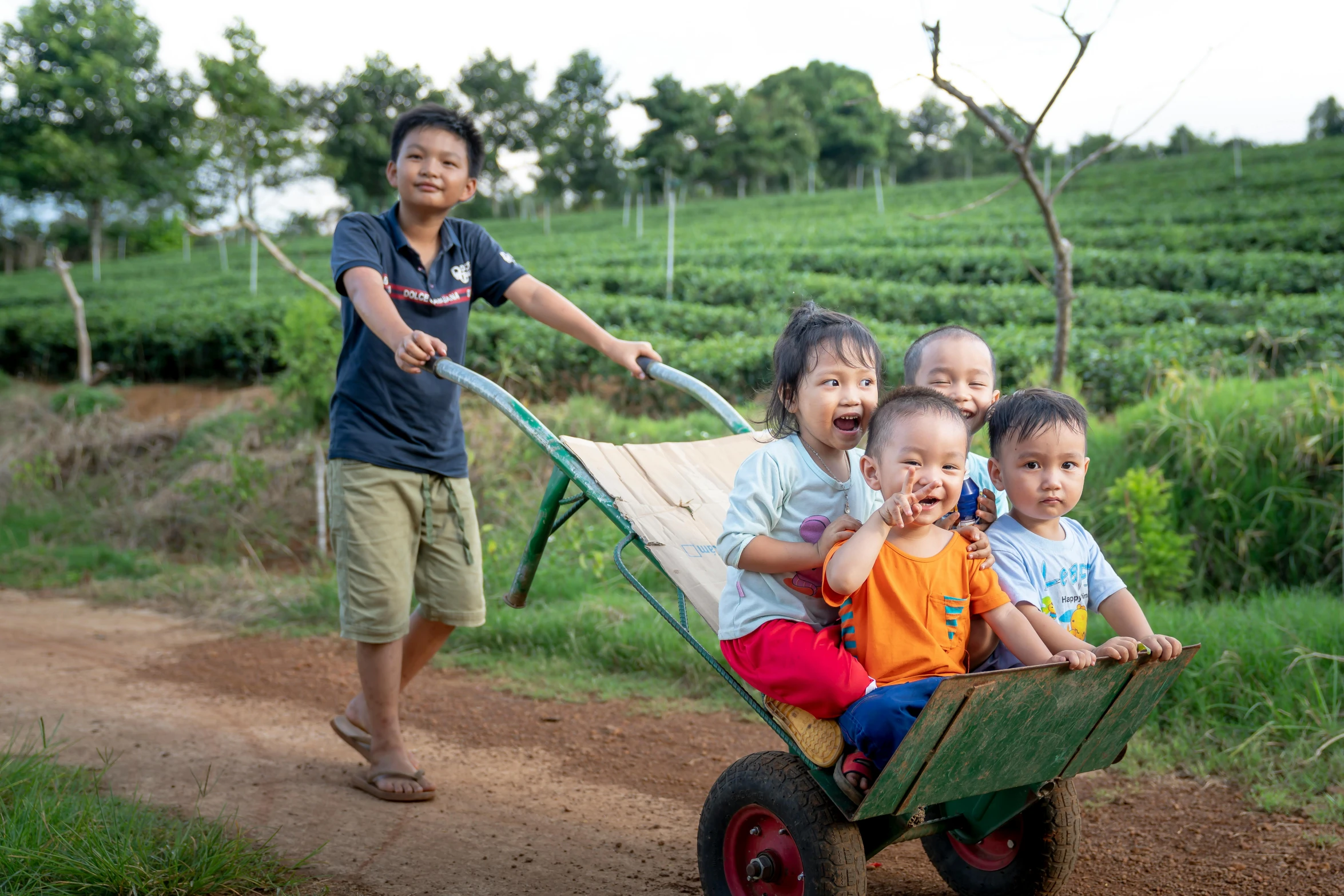 a group of children sitting in a wheelbarrow, a picture, pexels contest winner, happening, background: assam tea garden, avatar image, wētā fx, excited