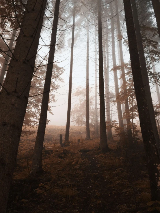 a foggy forest with tall trees in the foreground, ((trees)), atmospheric warm colorgrade, muted colours 8 k, ((forest))