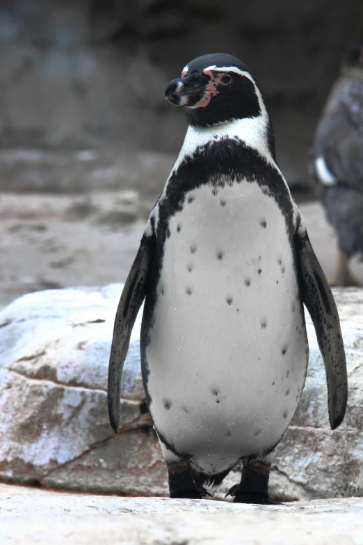 a penguin that is standing on some rocks, happening, in the zoo exhibit, bumpy mottled skin, covered!, modeled