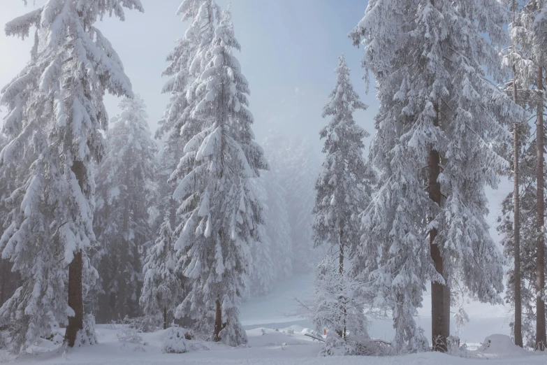 a man riding skis down a snow covered slope, pexels contest winner, romanticism, redwood trees, silver，ivory, ready to eat, photo 8 k