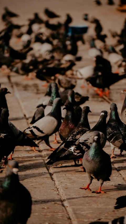 a flock of pigeons standing on a sidewalk, by Matija Jama, trending on unsplash, 15081959 21121991 01012000 4k