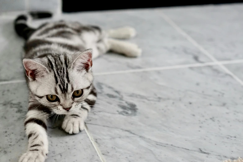 a cat that is laying down on the floor, trending on pexels, marble table, gleaming silver, gaming, floor tiles