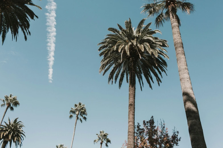 a couple of palm trees sitting next to each other, unsplash contest winner, flying trees and park items, los angelos, swoosh, tall spires