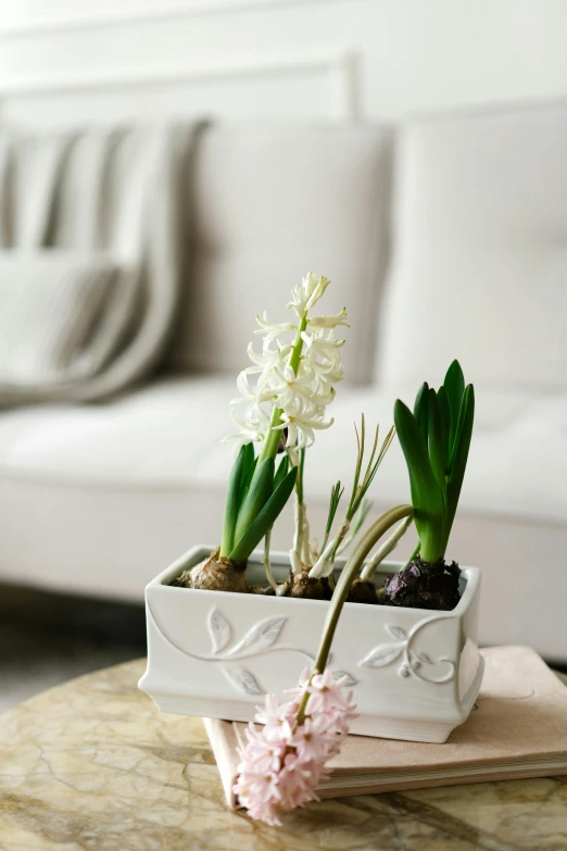 a white flower pot sitting on top of a wooden table, inspired by Pierre-Joseph Redouté, hyacinth, rectangle, with a soft, 3 spring deities