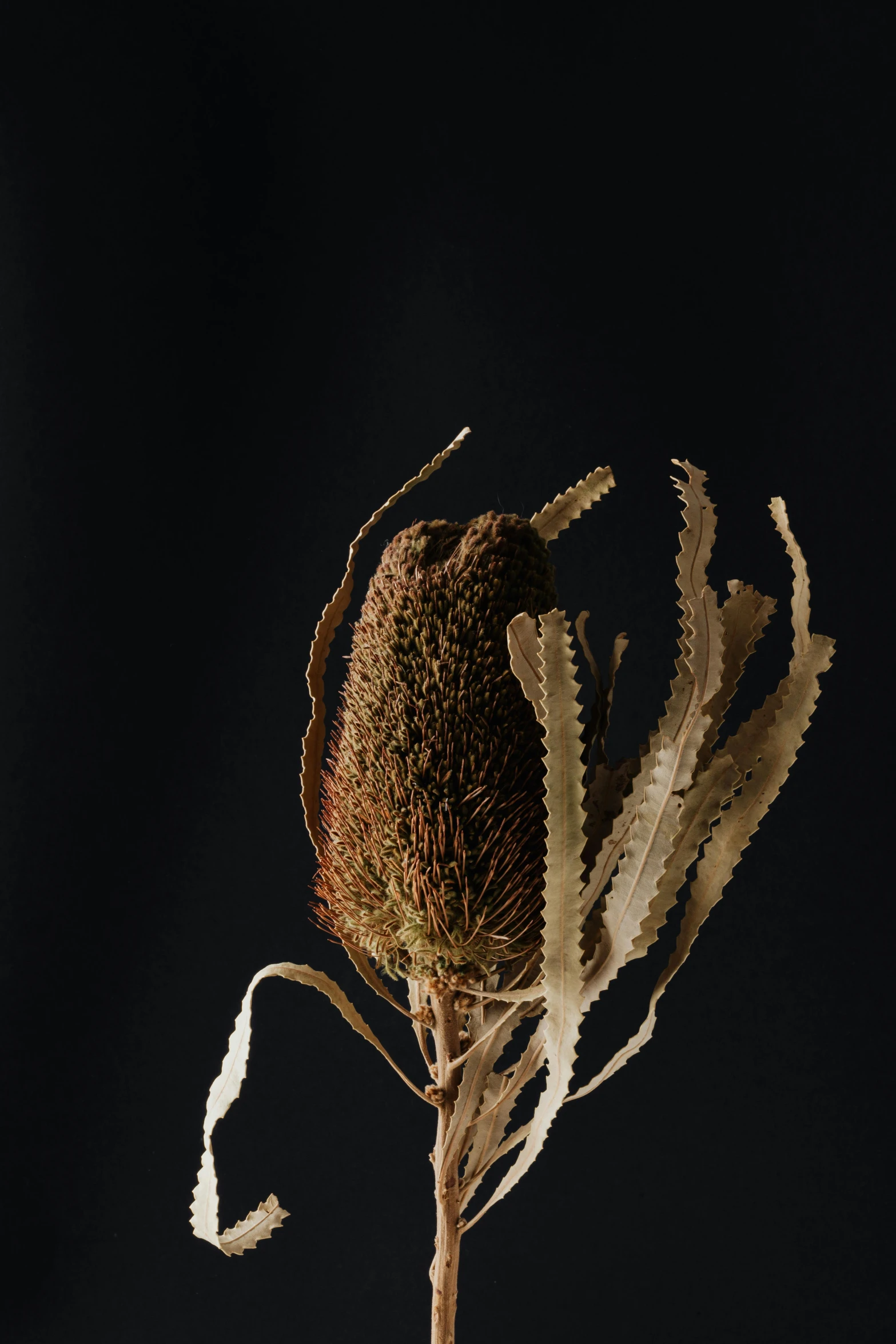 a dried flower sitting on top of a table, by Jessie Algie, against a deep black background, coxcomb, large tall, preserved museum piece