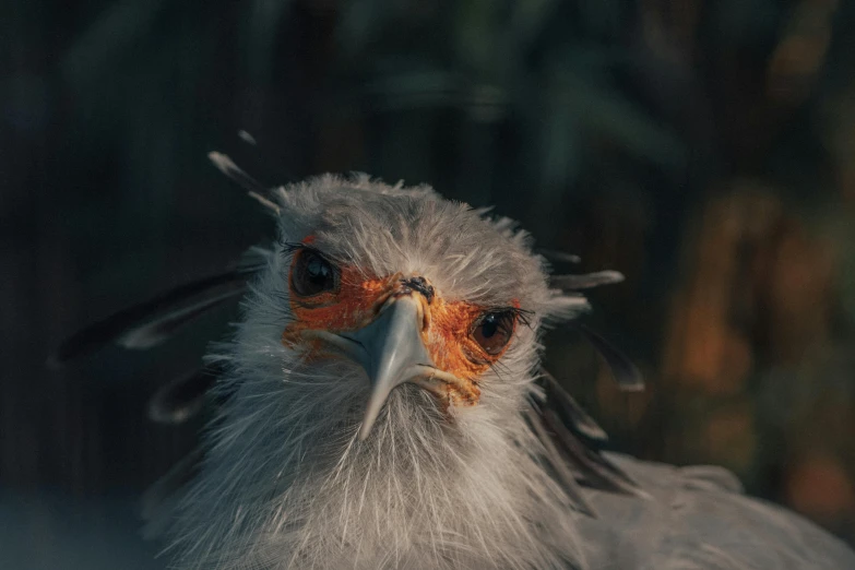 a close up of a bird with a long beak, a picture, by Adam Marczyński, pexels contest winner, photorealism, angry frown, cinematic photo 4k, feathered hair, white horns from eyebrows