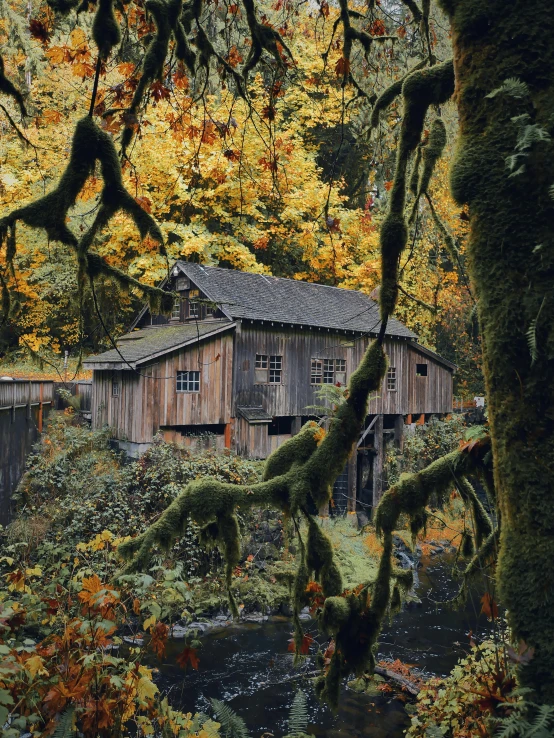a cabin sitting in the middle of a lush green forest, inspired by Ethel Schwabacher, pexels contest winner, old lumber mill remains, autum, densley overgrown with moss, ✨🕌🌙