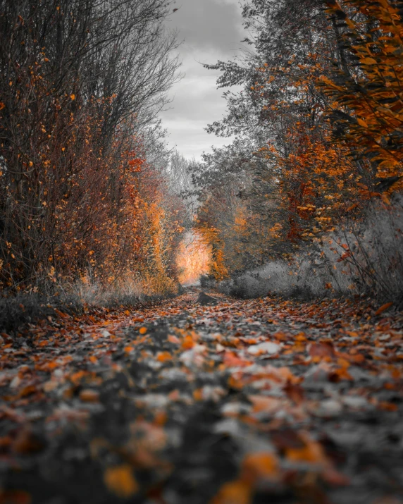 a black and white photo of leaves on the ground, pexels contest winner, magical colors and atmosphere, light at the end of the tunnel, gray and orange colours, today\'s featured photograph 4k