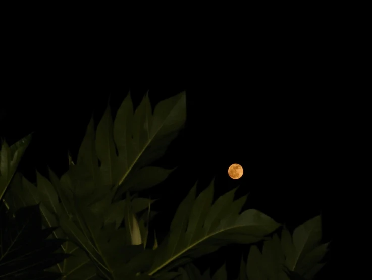 a full moon seen through the leaves of a tree, an album cover, unsplash, hurufiyya, night time footage, illustration 8 k, palm, shot on sony a 7 iii