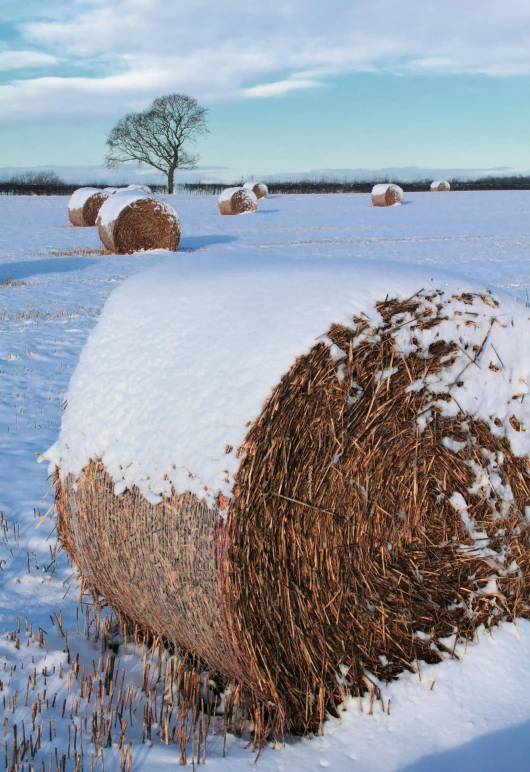 a bunch of hay sitting on top of a snow covered field, avatar image, round-cropped, yorkshire, heated coils