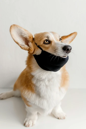 a brown and white dog wearing a black face mask, a picture, shutterstock, on grey background, mouth wide open, neoprene, thumbnail