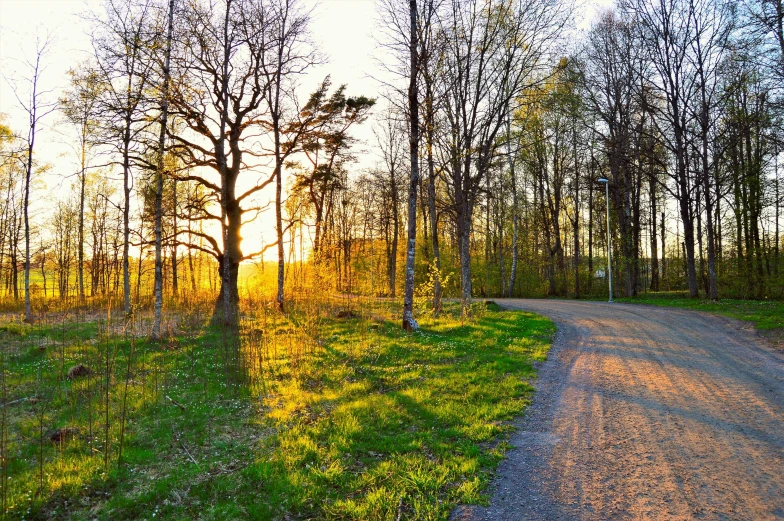 a dirt road in the middle of a forest, by Anato Finnstark, pexels contest winner, sunset panorama, spring time, park on a bright sunny day, taken in the late 2010s