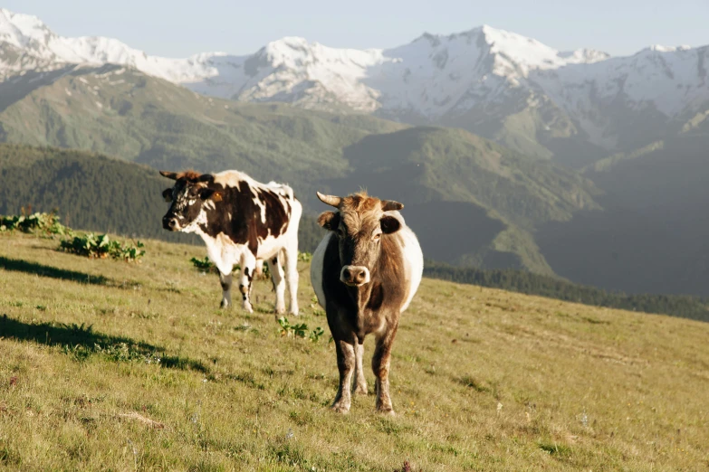 a herd of cows standing on top of a grass covered hillside, an album cover, pexels contest winner, renaissance, mountain ranges, traveling in france, thumbnail, 9 9 designs