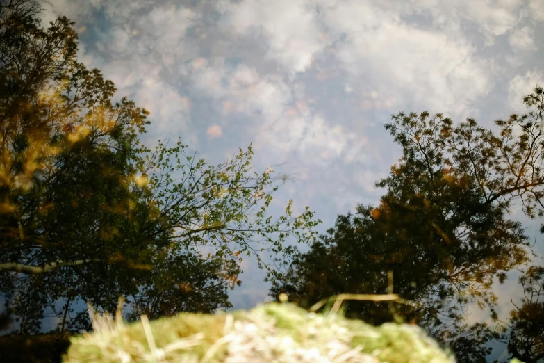 a reflection of trees in a pool of water, inspired by John Constable, unsplash, low - angle shot, high - angle view, view from ground, brown