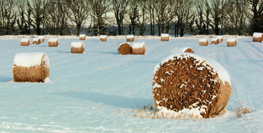 a field full of hay bales covered in snow, inspired by David Ramsay Hay, pexels contest winner, land art, brown, professionally post - processed, photographic hyperrealism, seasonal