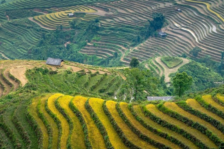 a group of people standing on top of a lush green hillside, by Daniel Lieske, pexels contest winner, land art, vietnam war, immaculate rows of crops, avatar image, staggered terraces