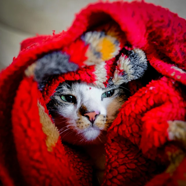 a close up of a cat wrapped in a blanket, by Julia Pishtar, pexels, red selective coloring, multicolored, sick with a cold, ornately dressed