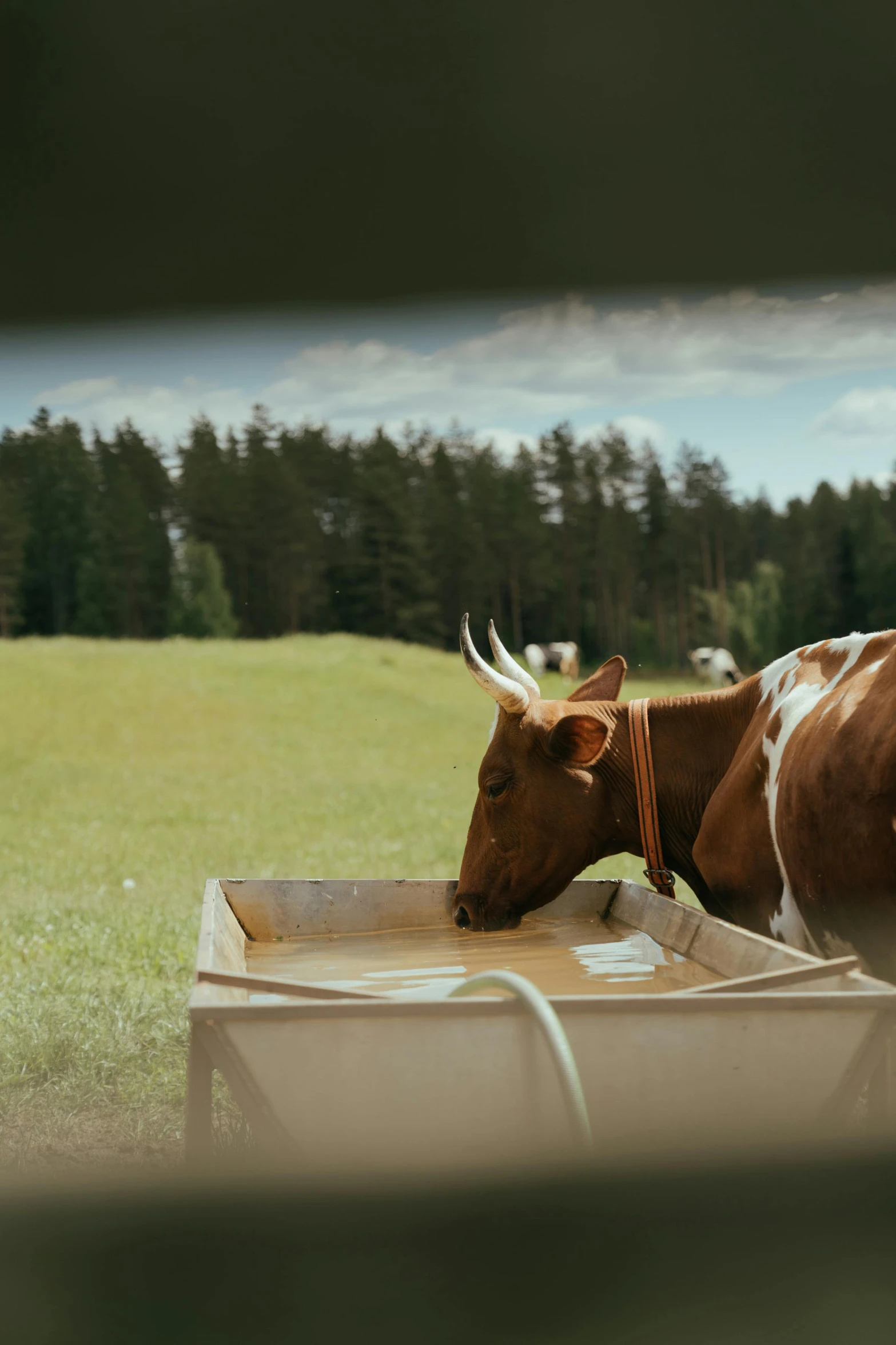a brown and white cow standing on top of a lush green field, a picture, unsplash, renaissance, feed troughs, movie frame still, swedish countryside, cat drinking milk