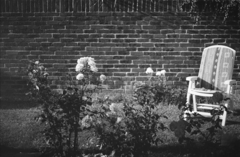 a wooden chair sitting in front of a brick wall, a black and white photo, rose garden, 65mm film, blooming, ansel ]