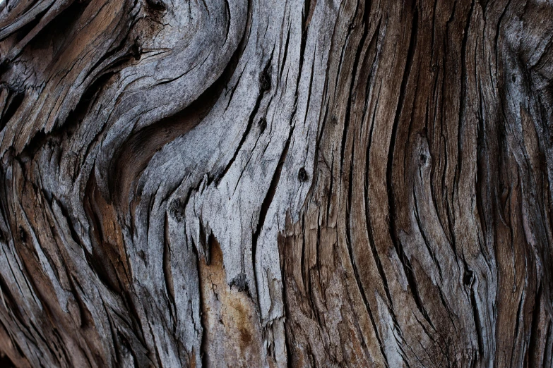 a close up of a piece of wood, by Daniel Gelon, unsplash, beautiful ancient trees, “ iron bark, mobile wallpaper, complex shading