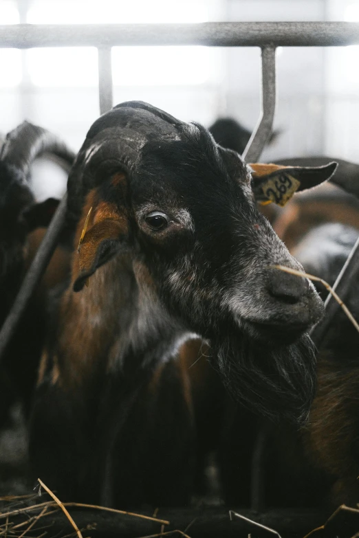 a close up of a goat behind a fence, by Jan Tengnagel, trending on unsplash, renaissance, meat factory, very crowded, inside a farm barn, black horns