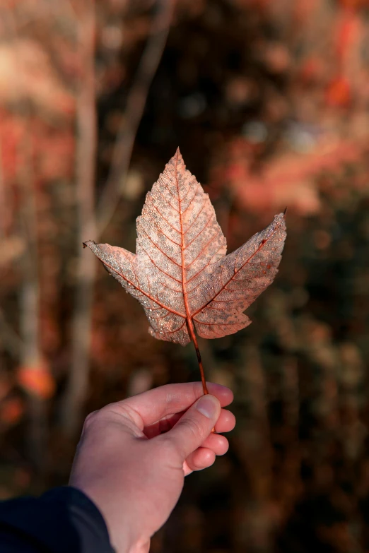 a person holding a leaf in their hand, inspired by Elsa Bleda, trending on pexels, pale red, maple syrup highlights, tall, an ancient