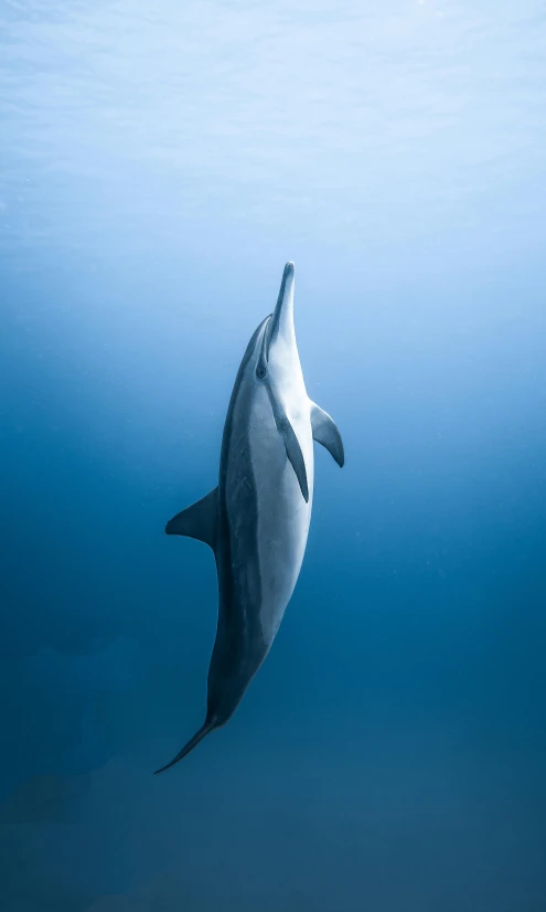 a dolphin swimming in the blue water, by Daniel Taylor, pexels contest winner, renaissance, blue and gray colors, tall shot, shot on sony a 7, resting