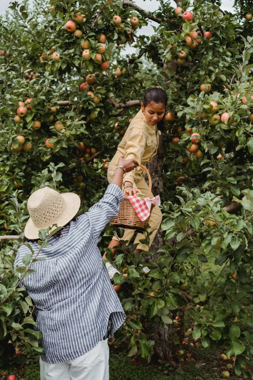 a couple of people picking apples from a tree, by Jessie Algie, trending on unsplash, 2 5 6 x 2 5 6 pixels, indonesia, influencer, lv