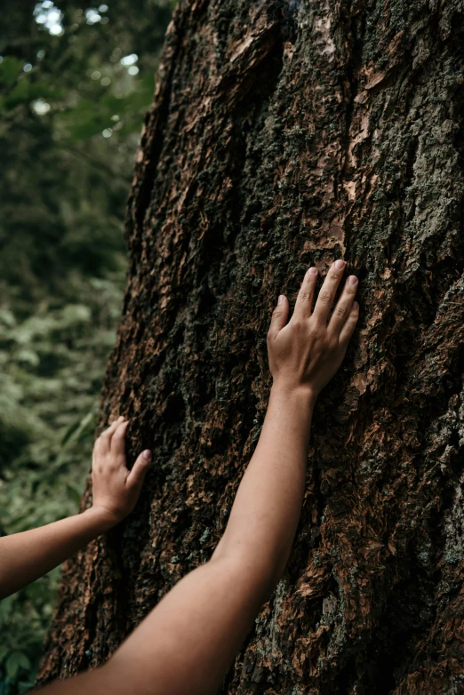 a close up of a person touching a tree, ((trees)), foresthour, victoria siemer, humans exploring