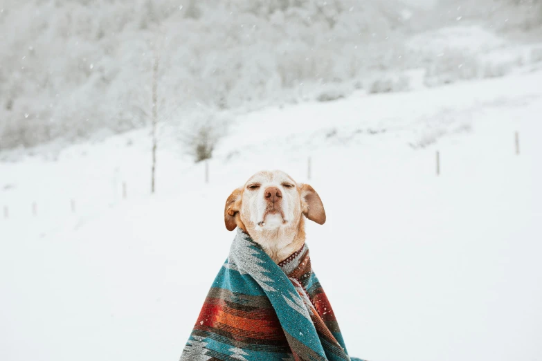 a dog wrapped up in a blanket in the snow, pexels contest winner, 🦩🪐🐞👩🏻🦳, wearing desert poncho, gif, background image