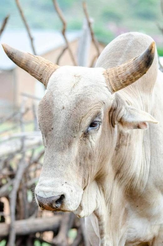 a white cow standing next to a pile of wood, trending on unsplash, sumatraism, long pointy ears, african facial features, old male, that resembles a bull\'s