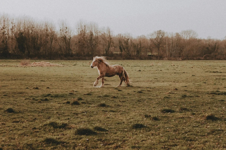 a horse running in a field with trees in the background, an album cover, unsplash contest winner, renaissance, 👰 🏇 ❌ 🍃, aesthetic film grain, muted browns, pony facing away