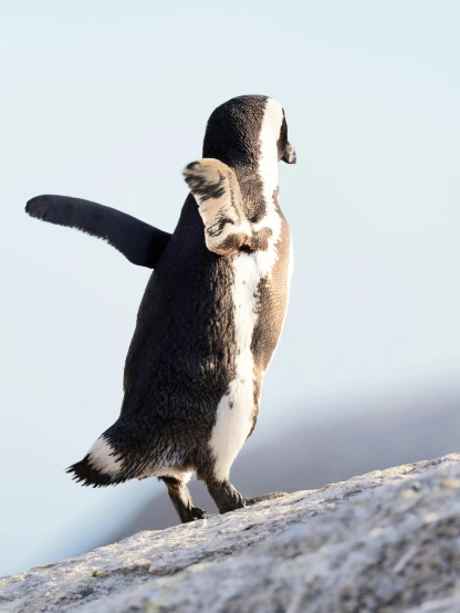 a penguin standing on top of a rock, dabbing, hugging each other, south african coast, 2019 trending photo