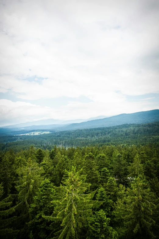 a forest filled with lots of green trees, a picture, unsplash, hudson river school, lookout tower, whistler, bird\'s eye view, sparse mountains on the horizon