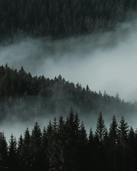 a black and white photo of a foggy forest, pexels contest winner, nordic forest colors, mountain ranges, dark pine trees, ((forest))