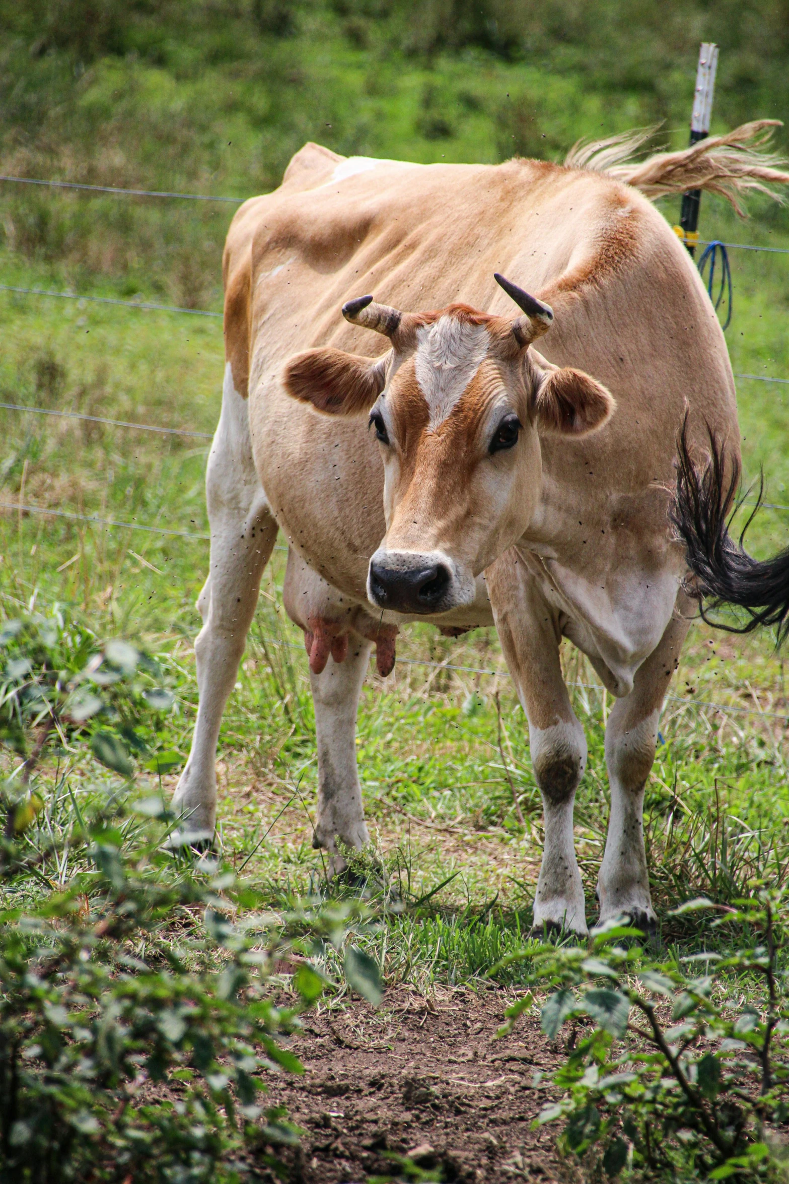 a brown cow standing on top of a lush green field, tillamook cheese, unmistakably kenyan, extremely pale, gold