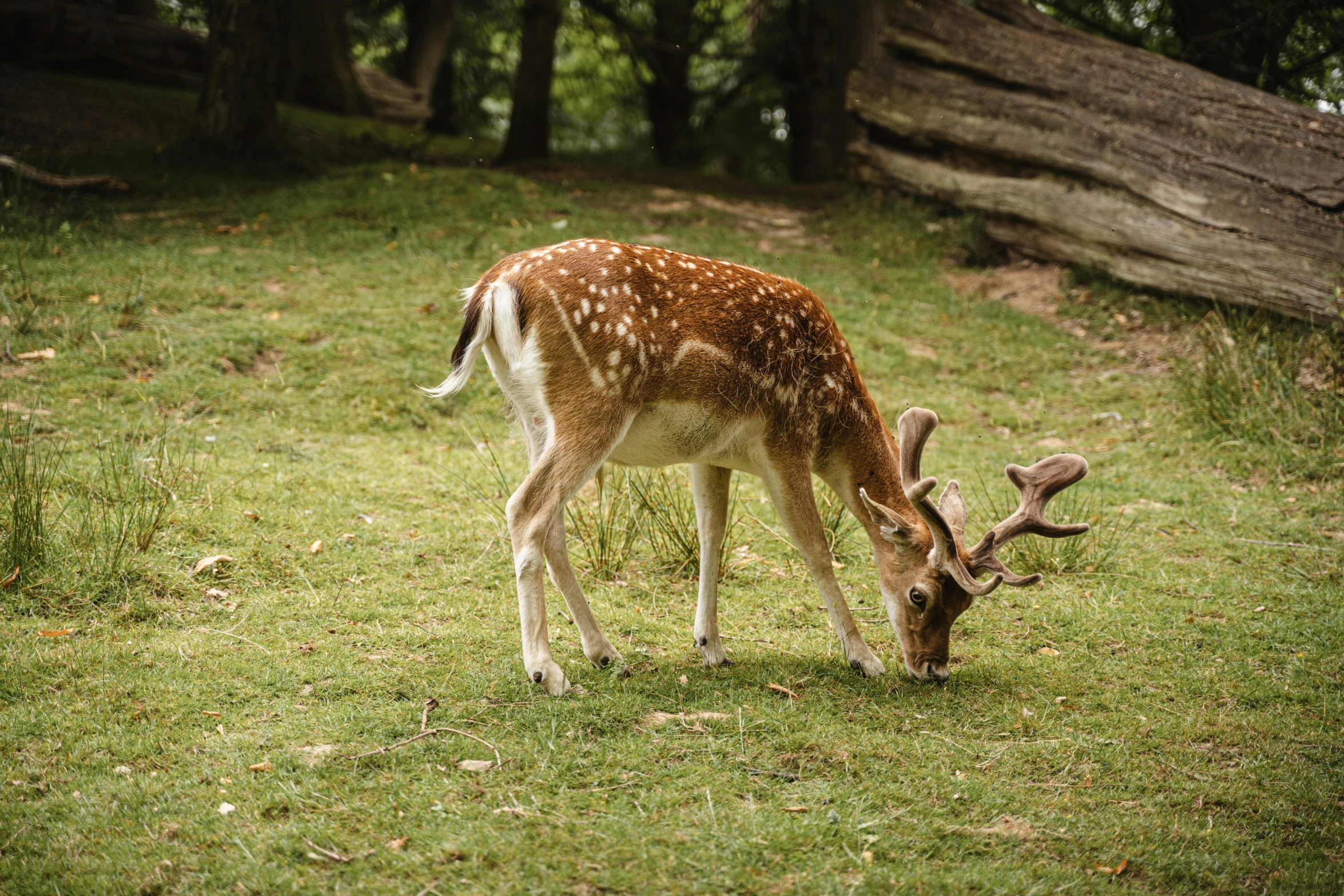 a deer that is standing in the grass