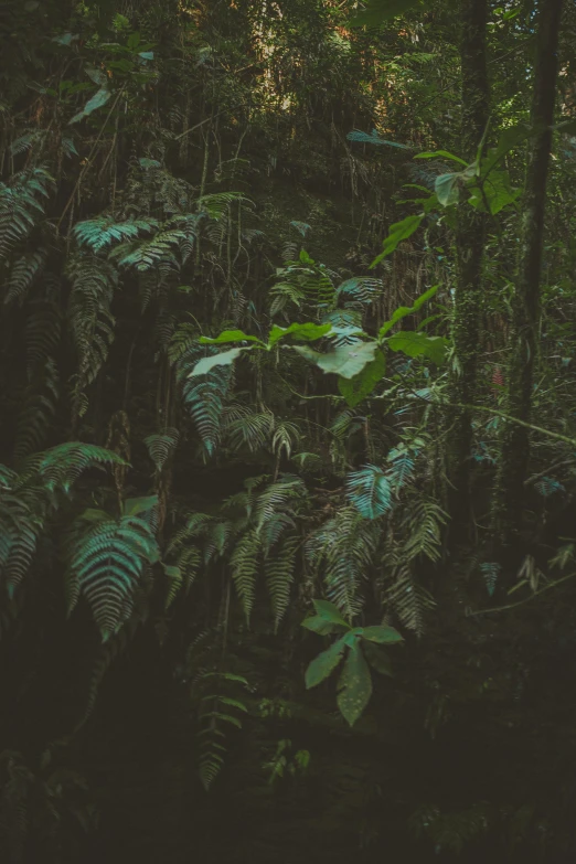 a forest filled with lots of green plants, an album cover, unsplash contest winner, australian tonalism, jungle camo, ((forest))