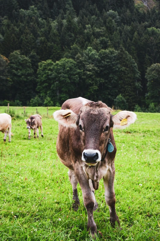 a brown cow standing on top of a lush green field, photo of zurich, unsplash 4k, multiple stories, young female