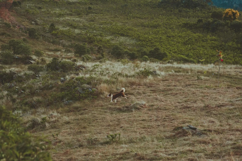 a dog that is standing in the grass, by Elsa Bleda, visual art, ( dog ) jumps from mountain, hunter alone in the wilderness, manuka, cinestill