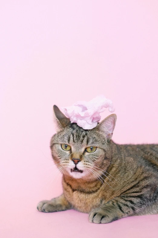 a cat with a pink flower on its head, by Sara Saftleven, trending on unsplash, minimalism, non binary model, pink angry bubble, wearing a paper crown, poop