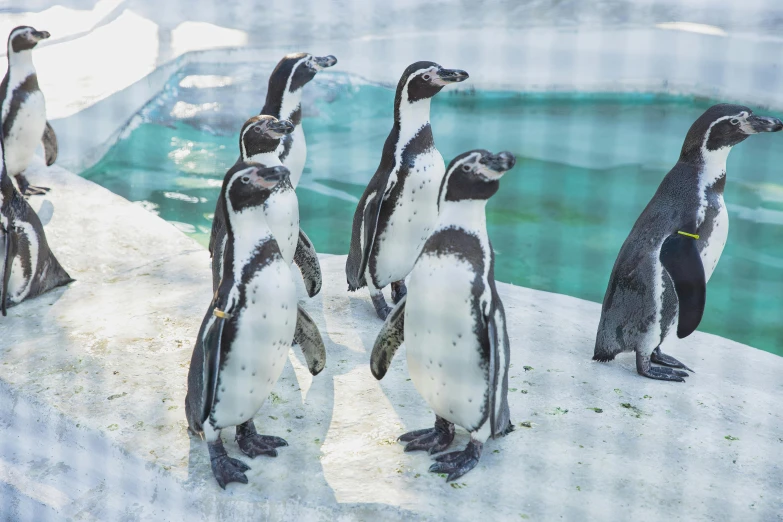 a group of penguins standing next to each other, inspired by Jean-Léon Gérôme, pexels contest winner, inside in a glass box, manuka, bright sunny time, sunken