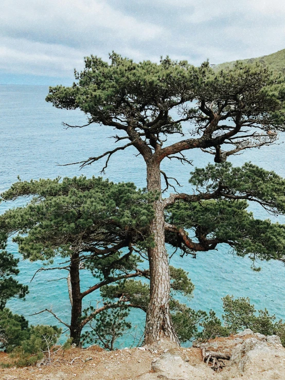 a couple of trees sitting on top of a hill next to the ocean, profile image, maritime pine, near lake baikal, ((trees))