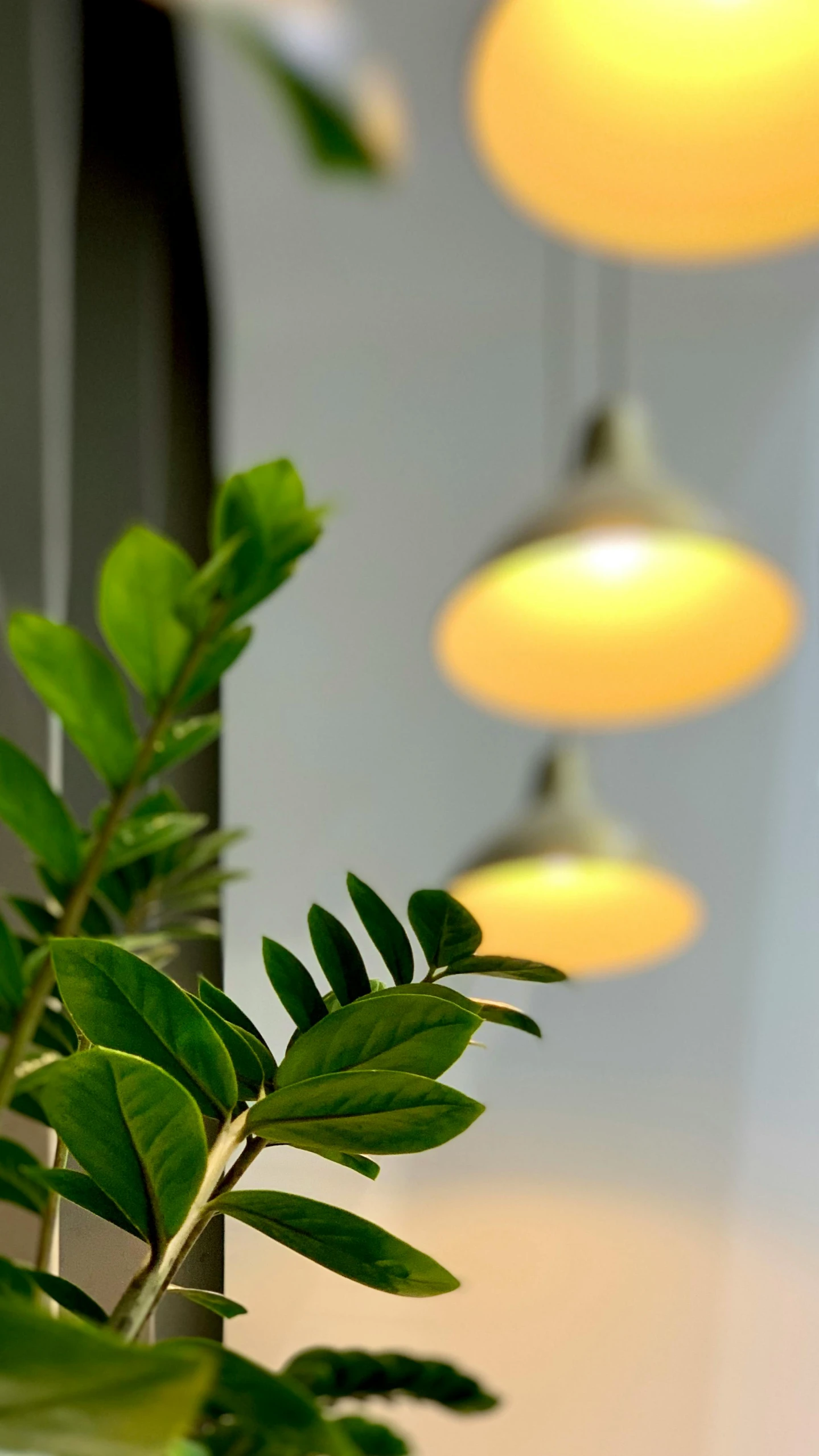 a potted plant sitting in front of a mirror, cafe lighting, green tones and golden charms, award winning lighting, clean and simple