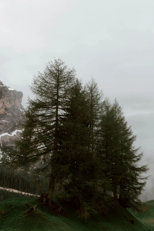 a group of trees sitting on top of a lush green hillside, a picture, by Alessandro Allori, lago di sorapis, grey sky, low quality photo, panoramic